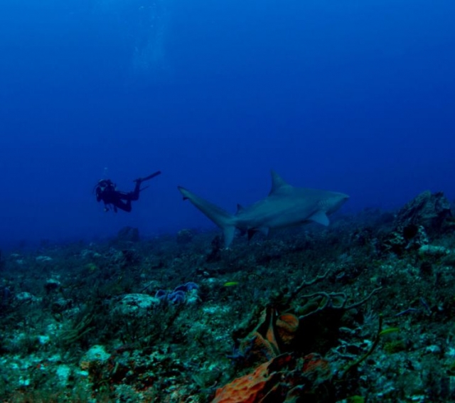  Plongée avec un requin 
